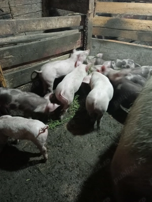 Vând purcei rasa de carne  - imagine 2 Vând purcei rasa de carne  - imagine 2