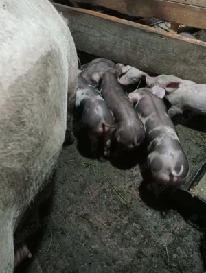 Vând purcei rasa de carne  - imagine 3 Vând purcei rasa de carne  - imagine 3