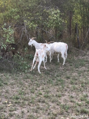 capre romanesti  - imagine 4