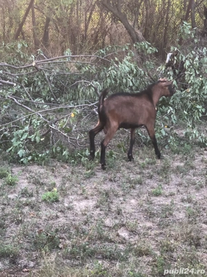 capre romanesti  - imagine 5