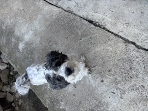 Bichon| negru cu alb - imagine 3