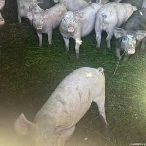 Vand porci de diferite categorii - imagine 3