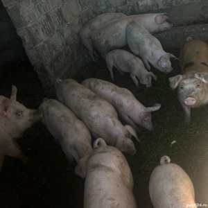 Vand porci de diferite categorii