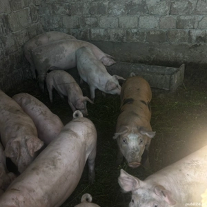 Vand porci de diferite categorii - imagine 2