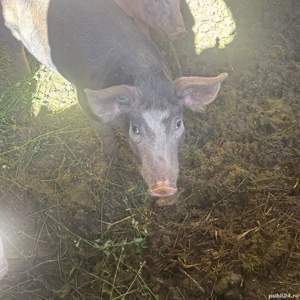 Vand porci de diferite categorii - imagine 4