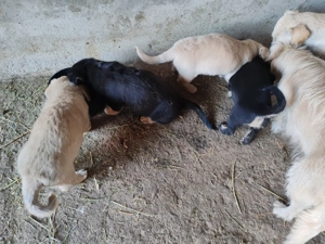 Cățeluși talie mică.  - imagine 2 Cățeluși talie mică.  - imagine 2