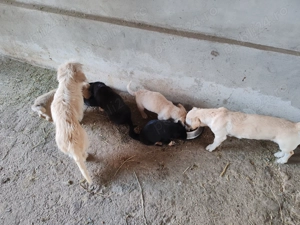 Cățeluși talie mică.  - imagine 3 Cățeluși talie mică.  - imagine 3