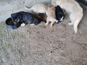 Cățeluși talie mică.  - imagine 5 Cățeluși talie mică.  - imagine 5