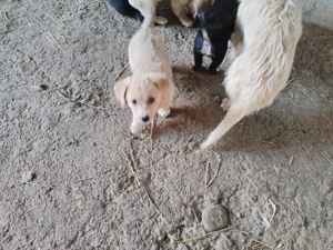 Cățeluși talie mică.  - imagine 4 Cățeluși talie mică.  - imagine 4