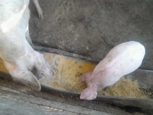 Pentru cei interesati 500 ron purcei de 6 saptamani  - imagine 2 Pentru cei interesati 500 ron purcei de 6 saptamani  - imagine 2