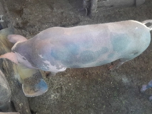 Pentru cei interesati 500 ron purcei de 6 saptamani  - imagine 3 Pentru cei interesati 500 ron purcei de 6 saptamani  - imagine 3