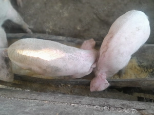 Pentru cei interesati 500 ron purcei de 6 saptamani  - imagine 5 Pentru cei interesati 500 ron purcei de 6 saptamani  - imagine 5