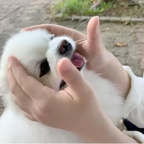 Catelusi Pomeranian Mini super jucausi si frumosi.Au tratamentele la zi.