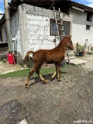 manza  cuminte  - imagine 2