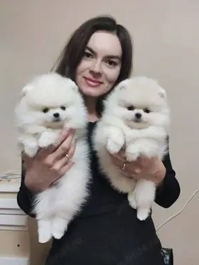 pomeranian alb ursulet mini toy