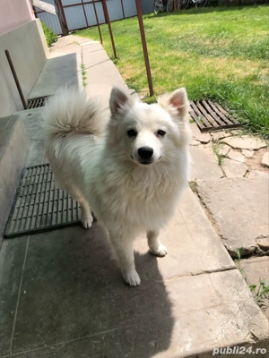 Spit japonez  - imagine 3 Spit japonez  - imagine 3