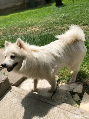 Spit japonez  - imagine 5 Spit japonez  - imagine 5