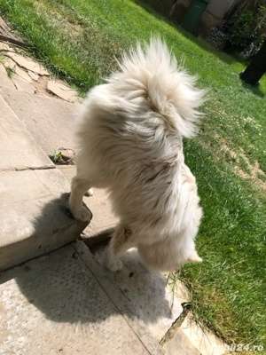 Spit japonez  - imagine 4 Spit japonez  - imagine 4