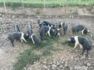 Purcei  Bazna  - imagine 2