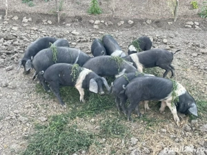 Purcei  Bazna  - imagine 3