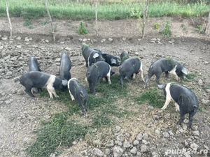 Purcei  Bazna  - imagine 4