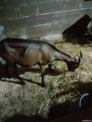 alpine franceze montate cu tap saanen  - imagine 4 alpine franceze montate cu tap saanen  - imagine 4