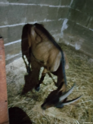 alpine franceze montate cu tap saanen  - imagine 3 alpine franceze montate cu tap saanen  - imagine 3