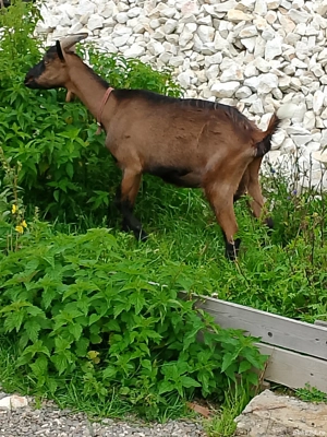 alpine franceze montate cu tap saanen 