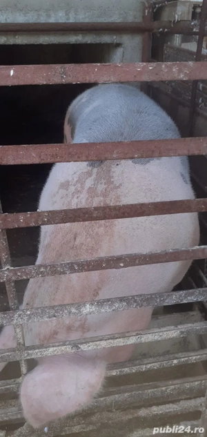 Porci de vanzare - imagine 5