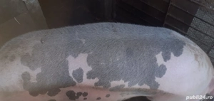 Porci de vanzare - imagine 2