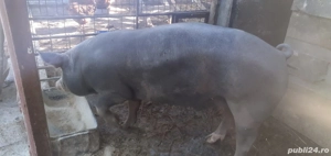 Porci de vanzare - imagine 3