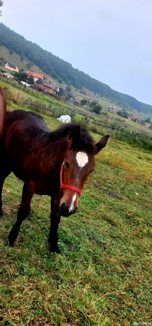 mânz de vânzare  - imagine 3