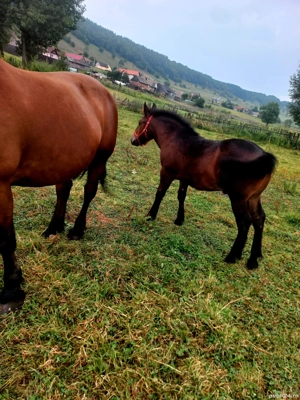 mânz de vânzare  - imagine 2