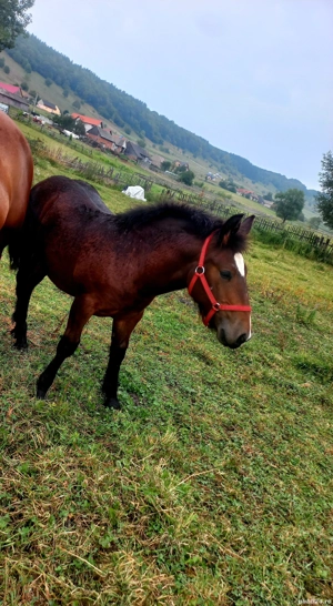 mânz de vânzare  - imagine 4