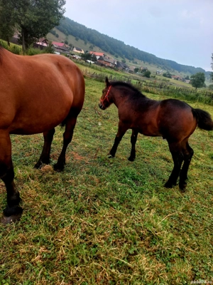 mânz de vânzare  - imagine 5