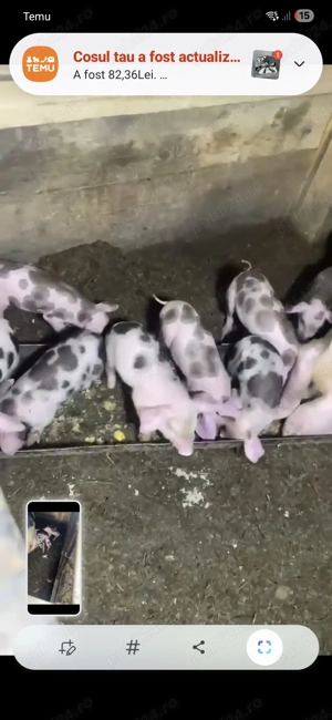 Scroafe la prima fătare 