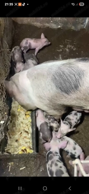 Scroafe la prima fătare  - imagine 3