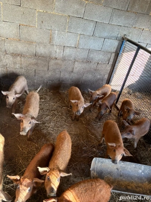 Purcei mangalita si bazna de vanzare