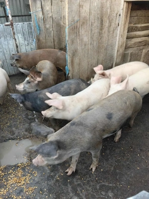 De vânzare porci 