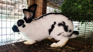 Iepuri de vânzare  - imagine 2