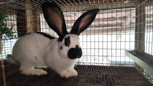 Iepuri de vânzare  - imagine 3