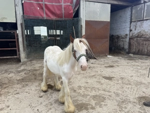 Vand Manz Tinker - imagine 4