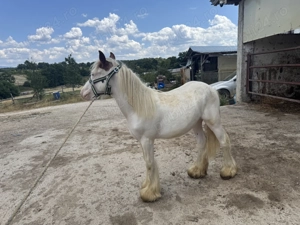 Vand Manz Tinker - imagine 3