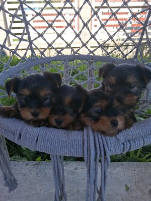 Yorshire terrier - imagine 2 Yorshire terrier - imagine 2