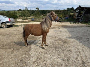 Vand o pereche mini ponei masculi