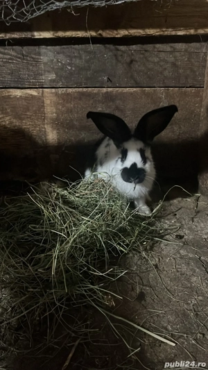 iepuri de rasa  - imagine 3