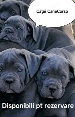 Căței Cane Corso cu Pedigree tip A - imagine 4