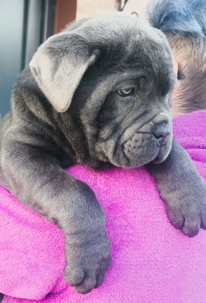 Căței Cane Corso cu Pedigree tip A - imagine 5