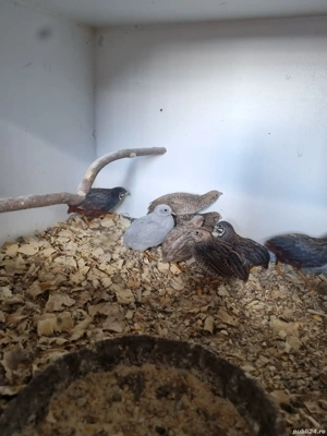 Prepelite chinezesti, zebrute australiene - imagine 2