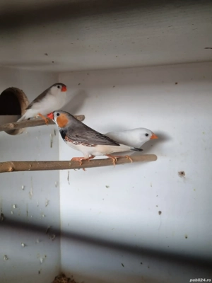 Prepelite chinezesti, zebrute australiene - imagine 3